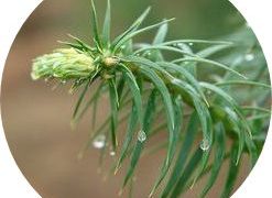 中国にも花粉症はある??